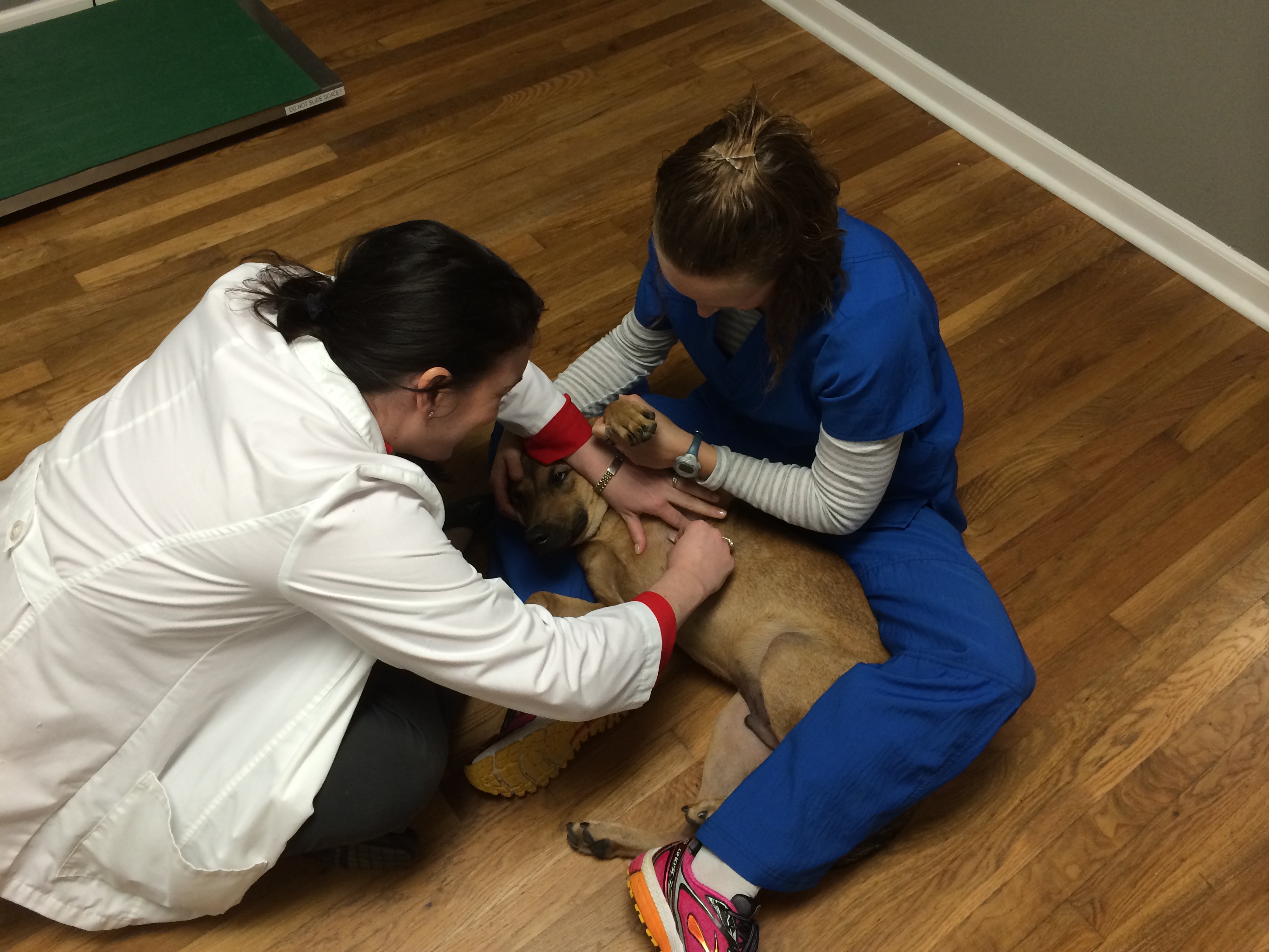 Dr Hauk and Shannon getting a skin scraping to check for mites
