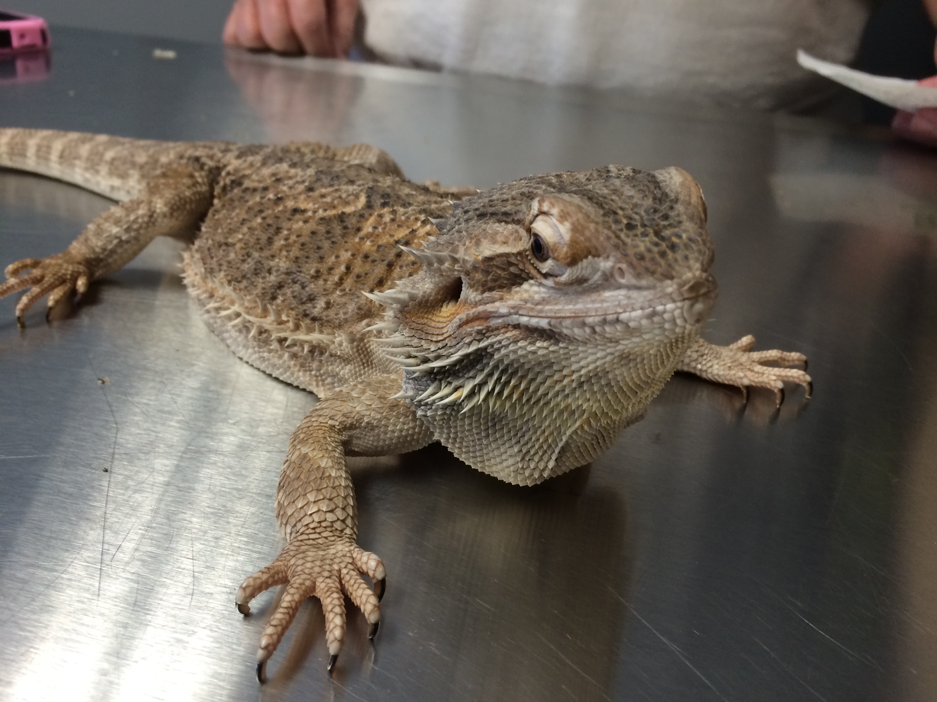Bearded Dragon Check Up BaeyensHauk Veterinary Hospital
