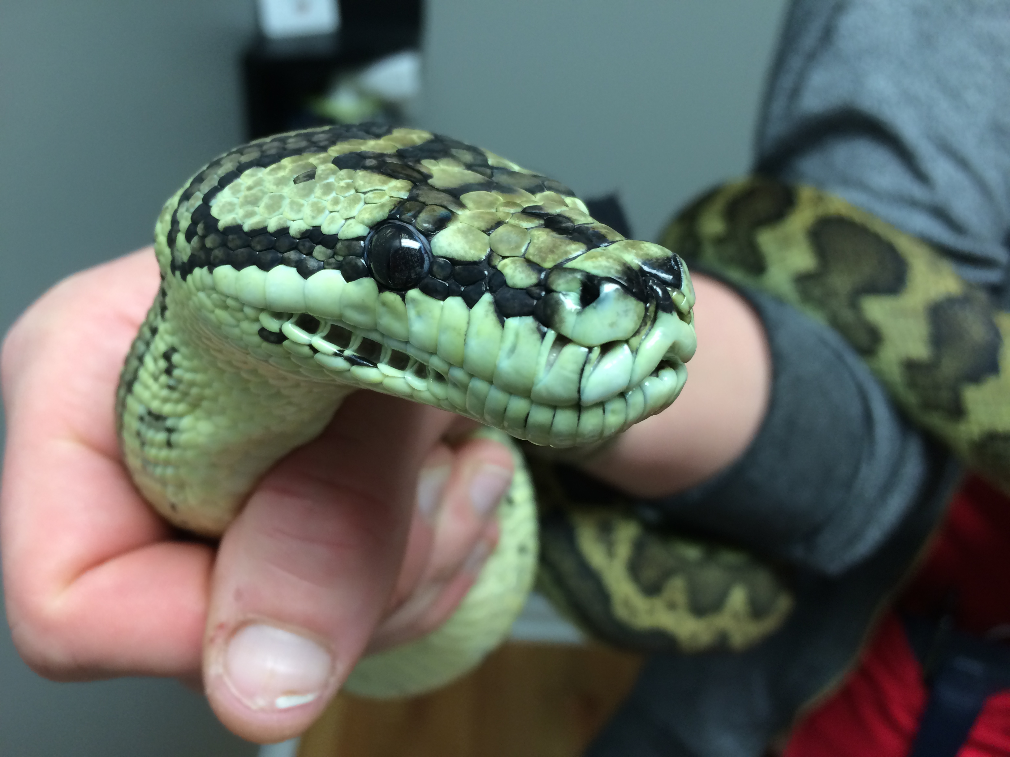 Exotic and Wildlife Patients BaeyensHauk Veterinary Hospital